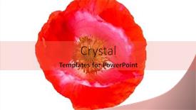  Presentation with poppy - Presentation theme enhanced with brittle - poppy flower isolated background and a red colored foreground