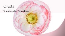  Presentation with poppy - Amazing presentation design having poppy flower isolated backdrop and a lemonade colored foreground