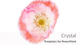  Presentation with poppy - Colorful slide set enhanced with brittle - poppy flower isolated backdrop and a sky blue colored foreground