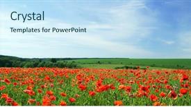  Presentation with law blue sky scales - PPT layouts having poppy flowers against the blue background and a sky blue colored foreground