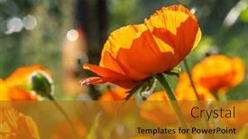  Presentation with poppy - Presentation design consisting of poppy-flowers-close-up background and a gold colored foreground