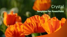  Presentation with poppy - Audience pleasing presentation consisting of poppy-flowers-close-up backdrop and a tawny brown colored foreground