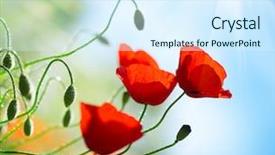  Presentation with blue flower bulb field - Beautiful slide deck featuring poppy flowers field nature spring backdrop and a sky blue colored foreground
