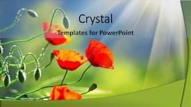  Presentation with poppy - PPT theme with poppy flowers field nature spring background and a light blue colored foreground