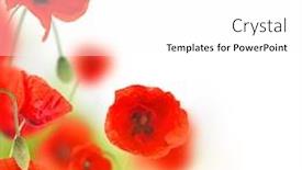  Presentation with white flowers - Colorful presentation enhanced with poppy-flowers-field-on-white backdrop and a white colored foreground