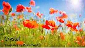  Presentation with poppy - Presentation theme consisting of poppy flowers field rural landscape background and a gold colored foreground