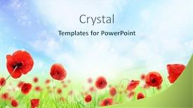  Presentation with poppy - Cool new PPT theme with poppy flowers in grass isolated on white background backdrop and a sky blue colored foreground