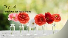  Presentation with poppy - Slide deck featuring poppy-flowers-in-the-bottles background and a yellow colored foreground