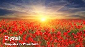  Presentation with poppy - Audience pleasing presentation theme consisting of poppy flowers meadow and nice backdrop and a tawny brown colored foreground