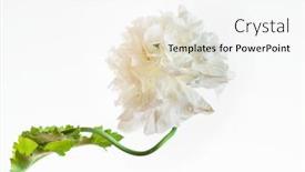  Presentation with white flowers - PPT theme enhanced with poppy-flowers-on-the-white background and a white colored foreground