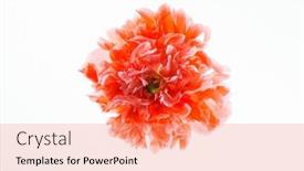  Presentation with white flowers - Presentation design consisting of poppy-flowers-on-the-white background and a coral colored foreground