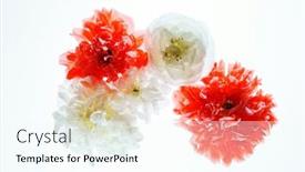  Presentation with white flowers - Slides having poppy-flowers-on-the-white background and a cool aqua colored foreground