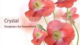  Presentation with red floral - Presentation design featuring poppy flowers on white background background and a  colored foreground