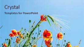  Presentation with sunny sky - Beautiful slide deck featuring poppy flowers with green wheat under sunny sky backdrop and a light blue colored foreground