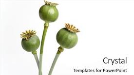  Presentation with soap poppy seed - Slides featuring poppy heads full of seed background and a  colored foreground