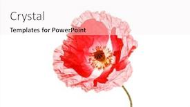  Presentation with poppy - Slide set enhanced with poppy-isolated-on-the-white background and a sky blue colored foreground