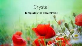  Presentation with rays of light - Slides with poppy-meadow-in-the-beautiful background and a soft green colored foreground