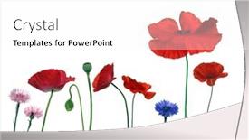  Presentation with poppy - PPT theme having poppy's in white background background and a white colored foreground