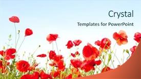  Presentation with poppy - Slides consisting of poppy seed - bright red poppies background and a sky blue colored foreground