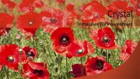  Presentation with seed - Presentation theme having poppy seed - field of bright poppies background and a red colored foreground
