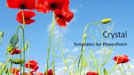  Presentation with poppy - Amazing slide set having poppy seed - red poppies backdrop and a light blue colored foreground