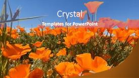  Presentation with wildflower meadow - Slides featuring poppy-wildflower-meadow-near-lancaster background and a teal colored foreground