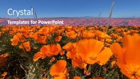  Presentation with wildflower meadow - Presentation enhanced with poppy-wildflower-super-bloom-meadow background and a teal colored foreground