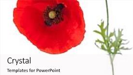  Presentation with pollen - Presentation design featuring poppy with pollen on the petals isolated on white background background and a sky blue colored foreground