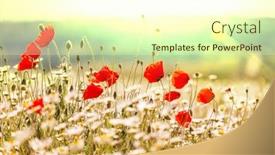  Presentation with poppy - Beautiful presentation featuring poppy backdrop and a cream colored foreground
