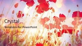  Presentation with poppy - PPT theme having poppy background and a lemonade colored foreground