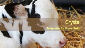  Presentation with cow - Cool new PPT theme with population explosion - black and white spotted young backdrop and a tawny brown colored foreground