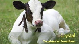  Presentation with pasture - Audience pleasing presentation consisting of population explosion - calf on the pasture backdrop and a tawny brown colored foreground