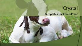  Presentation with population - Audience pleasing presentation consisting of population explosion - calf on the pasture backdrop and a mint green colored foreground