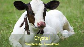  Presentation with pasture - Colorful slides enhanced with population explosion - calf on the pasture backdrop and a tawny brown colored foreground