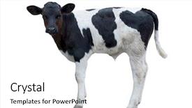  Presentation with population - Beautiful presentation theme featuring population explosion - calf backdrop and a white colored foreground