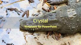  Presentation with water transmission - Colorful slide set enhanced with population explosion - crocodiles in water in thailand backdrop and a tawny brown colored foreground