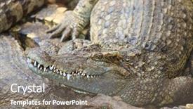  Presentation with population - Audience pleasing PPT theme consisting of population explosion - crocodiles in water in thailand backdrop and a gray colored foreground
