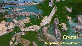 Presentation with thailand - Cool new slide deck with population explosion - crocodiles in water in thailand backdrop and a tawny brown colored foreground