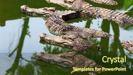  Presentation with water farming almonds - PPT theme enhanced with population explosion - crocodiles in water in thailand background and a tawny brown colored foreground