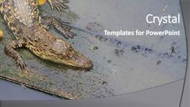  Presentation with thailand - PPT theme enhanced with population explosion - crocodiles in water in thailand background and a  colored foreground