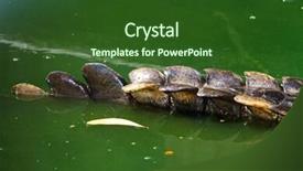  Presentation with thailand - Beautiful PPT layouts featuring population explosion - crocodiles in water in thailand backdrop and a  colored foreground