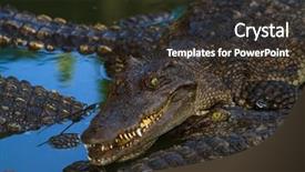  Presentation with thailand - PPT layouts having population explosion - crocodiles in water in thailand background and a  colored foreground