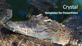  Presentation with water sanitation and hygiene - Audience pleasing slide deck consisting of population explosion - crocodiles in water in thailand backdrop and a  colored foreground