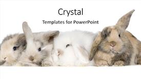  Presentation with population - Beautiful presentation design featuring population explosion - group of bunnies in front backdrop and a cream colored foreground
