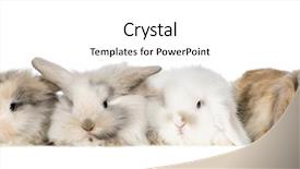  Presentation with population - Presentation theme with population explosion - group of bunnies in front background and a white colored foreground