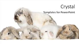  Presentation with population - Presentation theme enhanced with population explosion - group of bunnies in front background and a white colored foreground