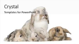  Presentation with group - Amazing presentation having population explosion - group of bunnies in front backdrop and a white colored foreground