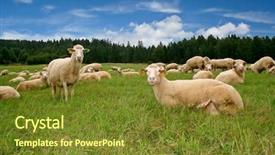  Presentation with population - Colorful PPT theme enhanced with population explosion - mother sheep with lambs backdrop and a tawny brown colored foreground
