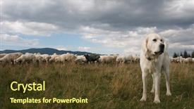  Presentation with sheepdog - Cool new presentation with population explosion - sheep herd and sheepdog backdrop and a tawny brown colored foreground