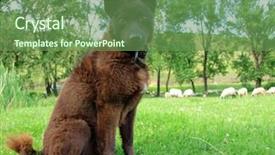  Presentation with sheepdog - Beautiful presentation featuring population explosion - sheep herd and sheepdog backdrop and a seafoam green colored foreground